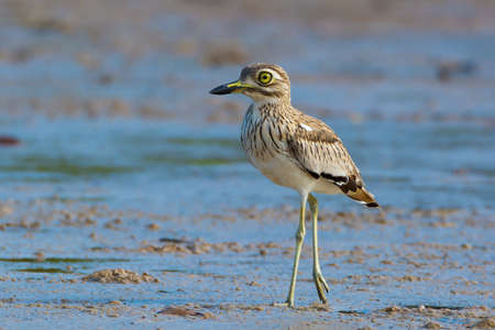 A Senegalese Thicknee standing on the shorelineの写真素材
