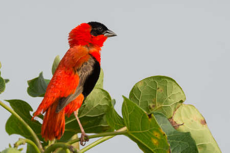 A Male Northern Red Bishop surveying his territoryの写真素材