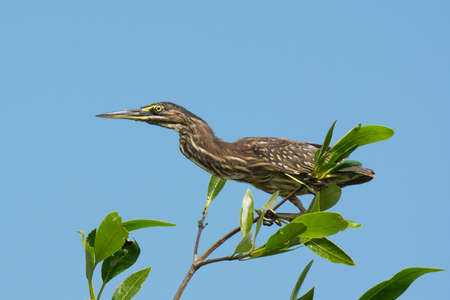 A young Striated Heron Perched on top of a mangrove