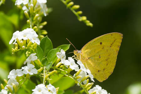 A female African Migrant Butterfly drinking nectar from white flowersの写真素材