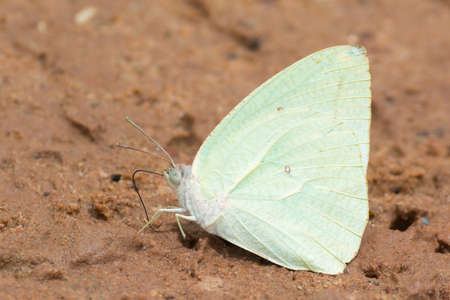 A male African Migrant butterfly resting on wet sandの写真素材