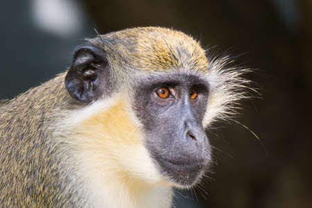 A Portrait of a Green Vervet Monkey in contemplationの写真素材