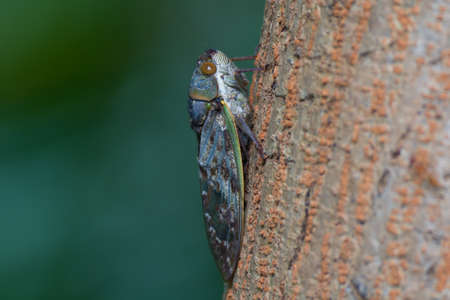 A view from the side of a large Cicada on a treeの写真素材