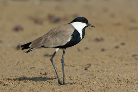 A Spur-Winged Plover standing on the mud flats at low tide.の写真素材
