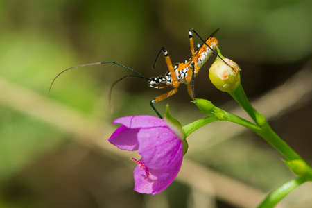 A yellow, black and white Assassin Bug from West Africa waiting for prey on a purple flowerの写真素材
