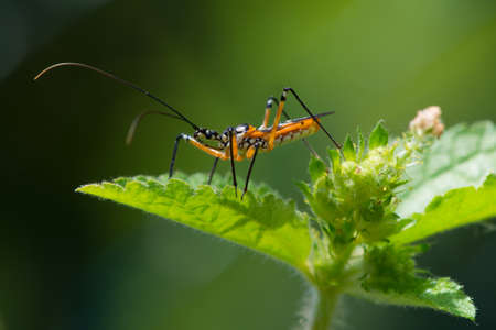 A yellow, black and white Assassin Bug from West Africa waiting for prey on top of a plantの写真素材