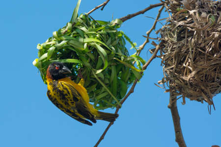 A male Village Weaver pauses while building a new nestの写真素材
