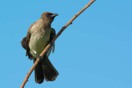 A Common Bulbul perching on a branch