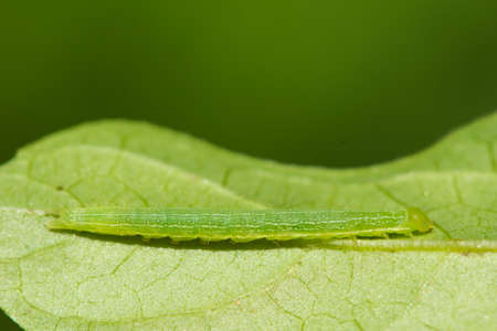 A Green Caterpillar is very well hidden on a green leafの写真素材