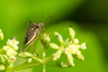 A Three Spot Shield Bug (Aspavia armigera) investigating the buds of a flower