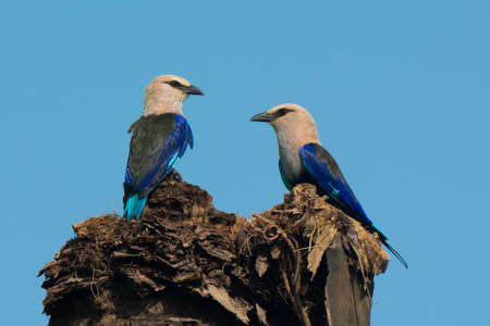A Pair of Blue-Bellied Rollers (Coracias cyanogaster) perched on a tall palm stump