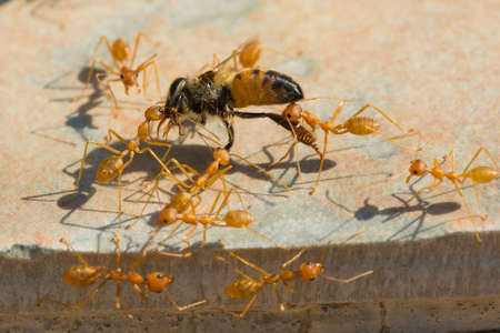 A group of Weaver Ants  Oecophylla longinoda  working together to haul home a honey bee  Apis...