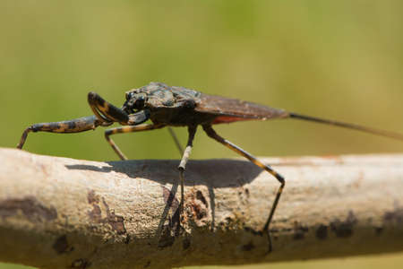 A Close-up side view West African Water Scorpion with a long tail  breathing tube  crawling on a...