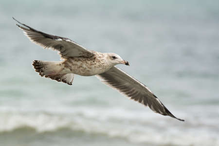 A 2nd year Kelp Gull (Larus dominicanus) soaring easily over the waves