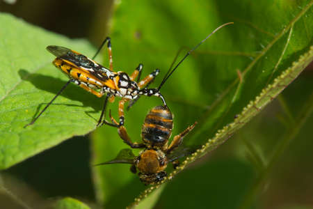 A Flower Assassin bug (Cosmolestes pictus)preying on a honey bee (Apis melifera)