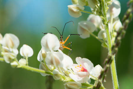 A Flower Assassin bug (Cosmolestes pictus)waiting patiently for prey to arriveの写真素材