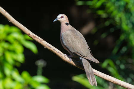 A Red-eyed Dove (Streptopelia semitorquata) sitting on a perchの写真素材