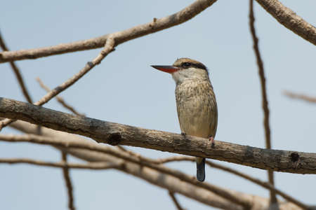 A Striped Kingfisher (Halcyon chelicuti) perched on a branchの写真素材