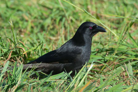 An adult Piapiac (Ptilostomus afer) standing in grassy field