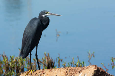 A Western Reef Heron (Egretta gularis) standing on a lookout above the water lineの写真素材