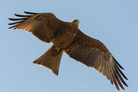 A Black Kite (Milvus migrans) showing undersides in flight
