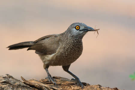 A Brown Babbler (Turdoides plebejus) with a grasshopper in his mouth