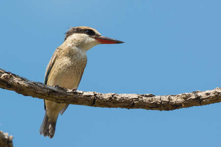 A Striped Kingfisher (Halcyon chelicuti) perched on a branchの写真素材