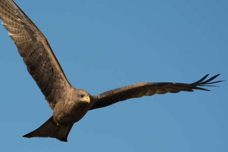 A Black Kite (Milvus migrans) in flightの写真素材