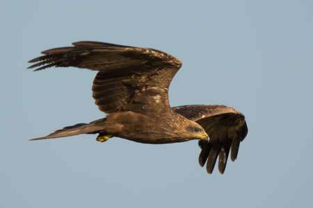 A Black Kite (Milvus migrans) in flight