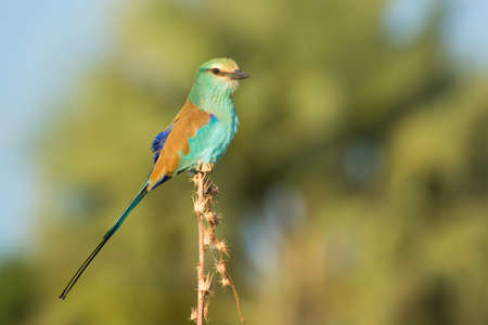 An Abyssinian Roller (Coracias abyssiniica) perched on an exposed stalkの写真素材