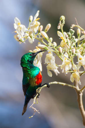 A Male Beautiful Sunbird (Nectarinia pulchella) drinking from the blossoms of a moringa treeの写真素材