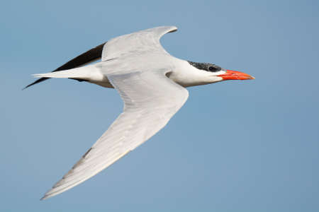A Caspian Tern (Sterna Caspia) in flight