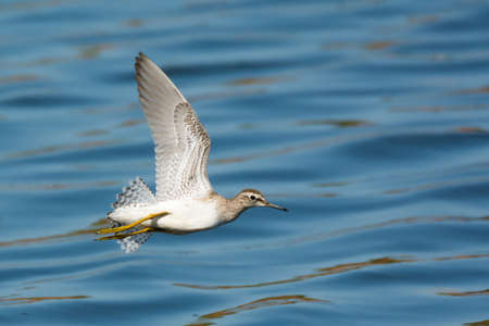 A Wood Sandpiper  Tringa glareola  in flight over rippled waterの写真素材