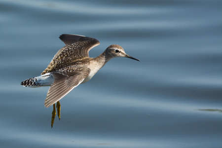 A Wood Sandpiper  Tringa glareola  in flight over rippled waterの写真素材