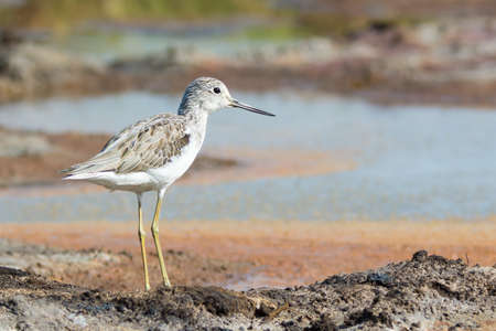 A Common Greenshank  Tringa nebularia  standing on the shoreの写真素材