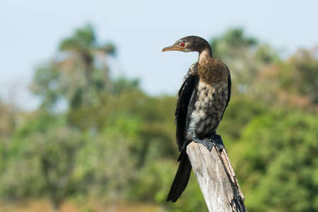 A Long-Tailed Cormorant  Phalacrocorax africanus  gazing over his shoulder