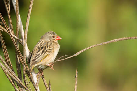 A Red-billed Quelea  Quelea quelea  perched on a dried stalkの写真素材