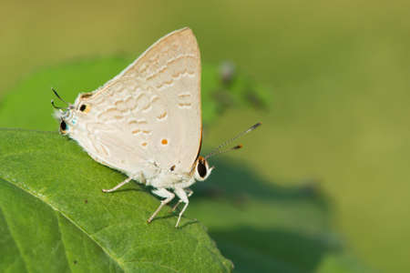 Common Brown Playboy Butterfly  Deudorix antalus の写真素材