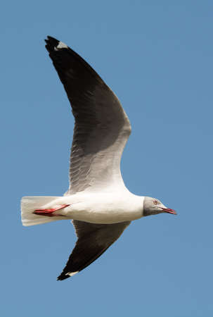A Grey-Headed Gull  Larus cirrocephalus  in flightの写真素材