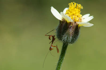 A Miniature Brown Praying Mantis hunting from a small flowerの写真素材