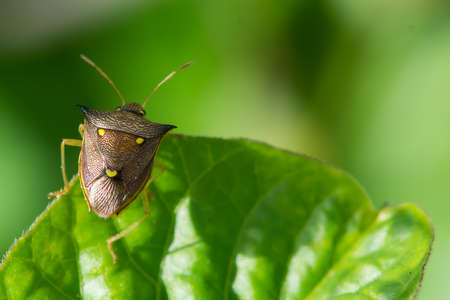 A Three Spot Shield Bug  Aspavia armigera 