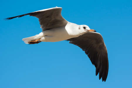 A young Grey-Headed Gull  Larus cirrocephalus  in flight