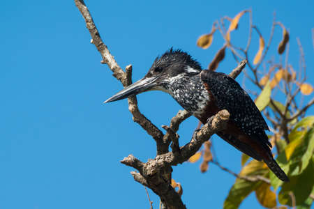 A Giant Kingfisher  Megacyryle Maxima  perched on a branchの写真素材