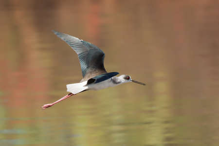 A Black-winged Stilt  Himantopus himantopus  in flight over water reflecting redsの写真素材