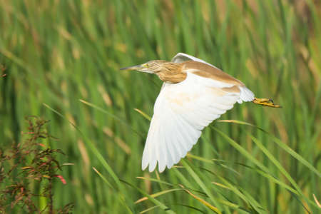 A Squacco Heron (Ardeola raloides) in flight over the reeds