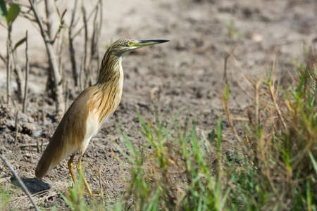 A Squacco Heron (Ardeola raloides) on dried mudの写真素材