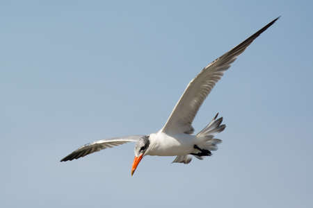 A Caspian Tern  Sterna Caspia  in flight