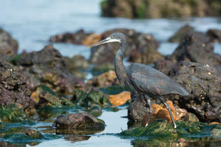 A Western Reef Heron (Egretta gularis) wading through rocks and tidal poolsの写真素材