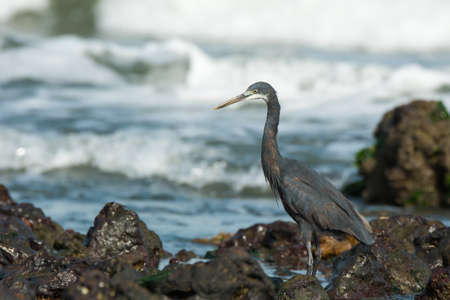 A Western Reef Heron (Egretta gularis) wading through rocks and tidal poolsの写真素材