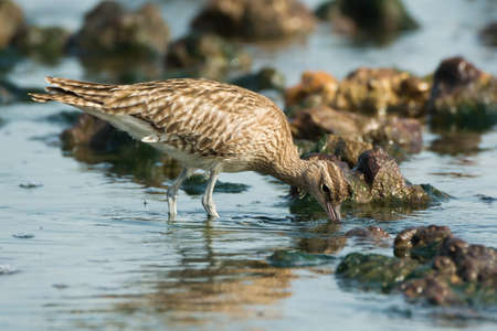 A Whimbrel (Numenius Phaeopus) hunting for crabs in a shallow tidal poolの写真素材